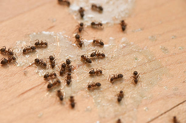 Best Exterminator Services  in Rolling Hills Estates, CA