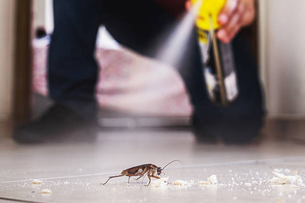 Best Local Pest Control Services  in Rolling Hills Estates, CA