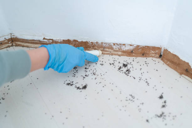 Best Flea Control Services  in Rolling Hills Estates, CA